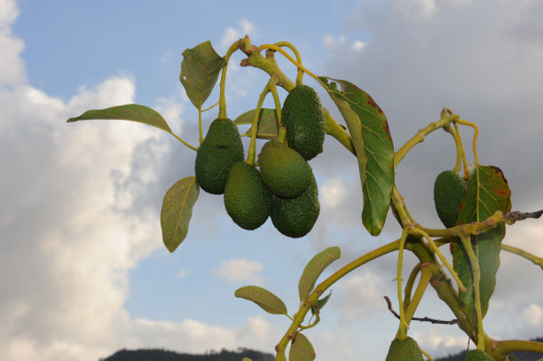 鳄梨在西班牙图片下载