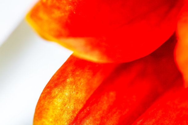 桔红花摘图片下载