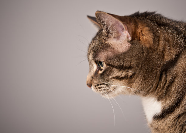 虎斑猫概要图片下载