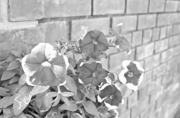砖墙上的花朵，单色图片下载