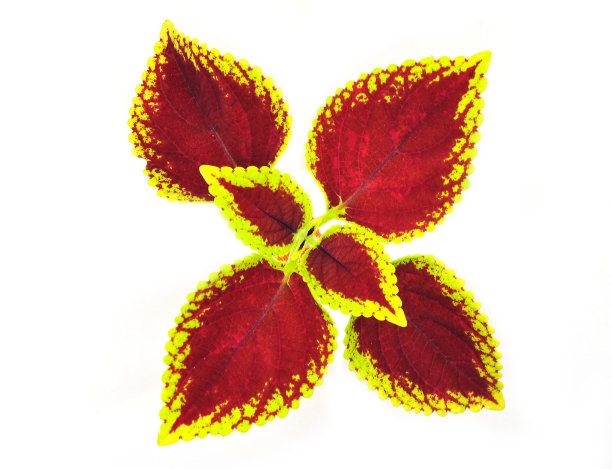 彩绘的荨麻图片下载