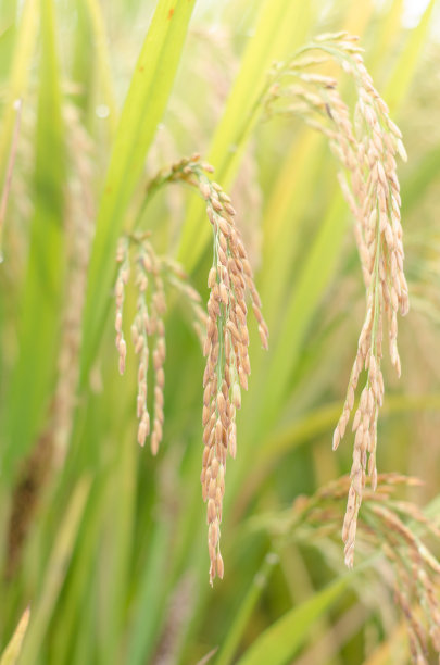水稻图片下载