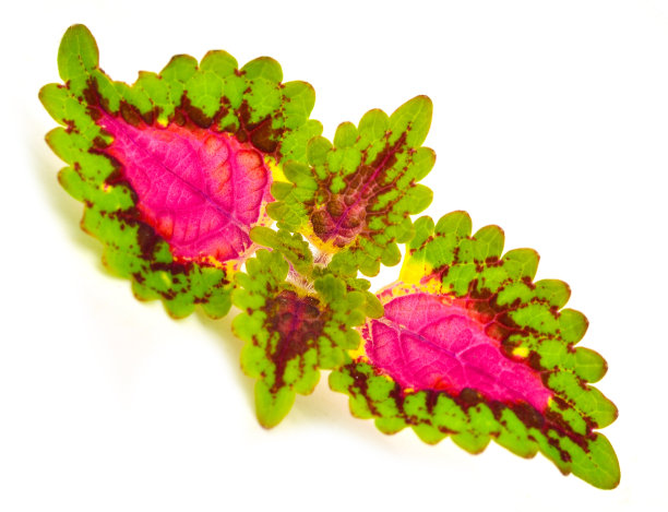 彩绘的荨麻图片下载