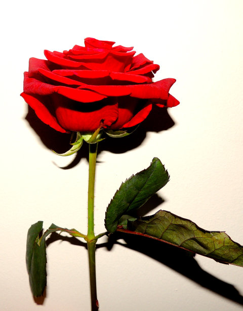 红玫瑰图片下载