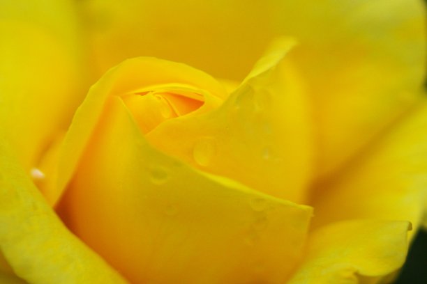 雨后玫瑰在图片下载