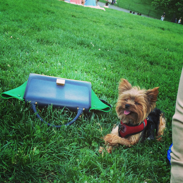 快乐的约克夏图片下载