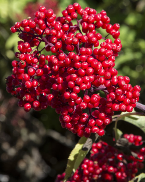 一簇红色接骨木果图片下载