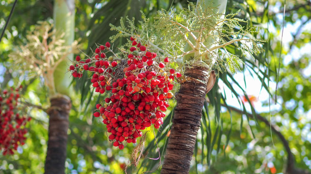 封蜡棕榈图片下载