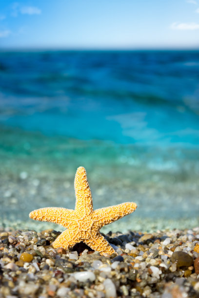 海滩上的海星图片下载