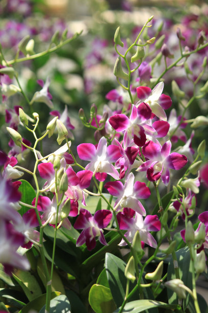 农场里的兰花图片下载