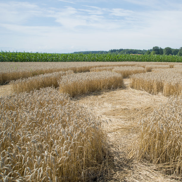 麦田怪圈的形成图片下载