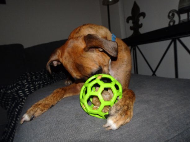 带着球的拳击手狗图片下载