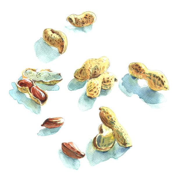 花生素材图片