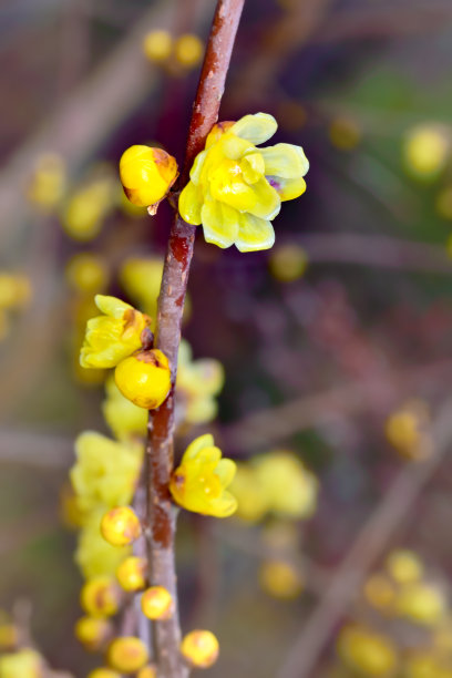 Chimonanthus早熟图片下载