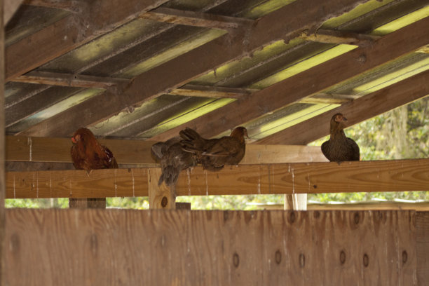 饲料仓里的鸡图片下载