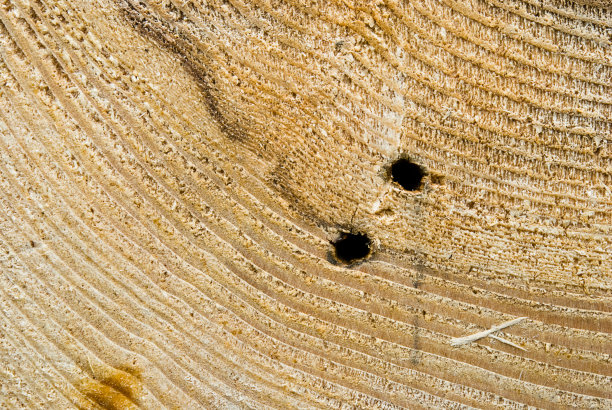 木木材纹理图片下载