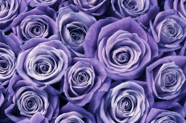 玫瑰鲜花的背景图片下载