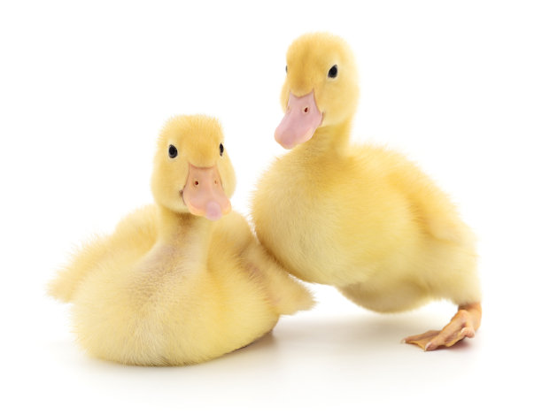 两个小鸭。图片下载