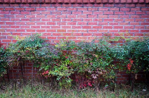 粉红色的砖墙。图片下载