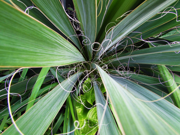 丝兰的字符串图片下载