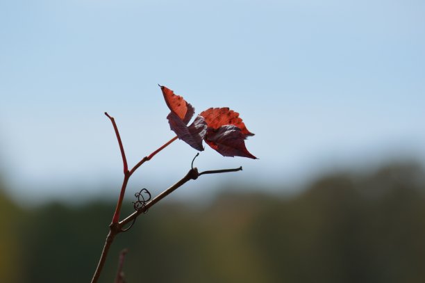 孤独的红色的叶子图片下载