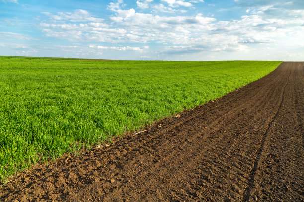 绿色的麦田图片下载