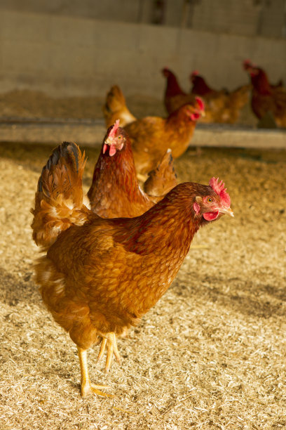 农场鸡的特写镜头图片下载