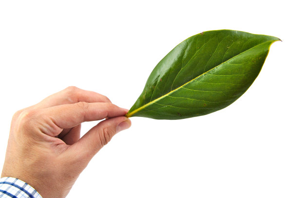 男人的手捧着一片绿色的白玉兰叶子孤立在一起图片下载