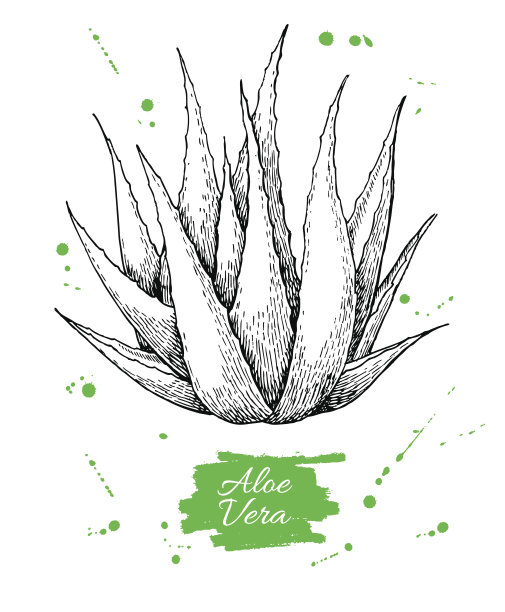 矢量手绘植物芦荟。刻插图图片下载