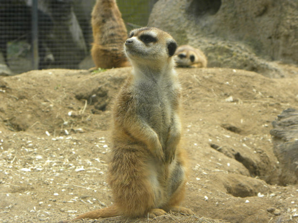 动物园图片下载