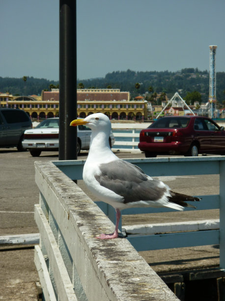 海鸥栖息在栏杆上的特写镜头图片下载