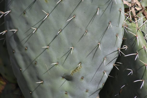 奥本蒂亚·巴西拉里斯图片下载