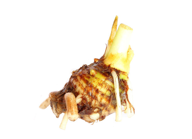 芋头根菜图片下载