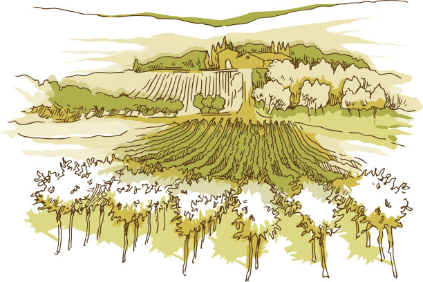 手工素描的葡萄田和葡萄园。图片下载