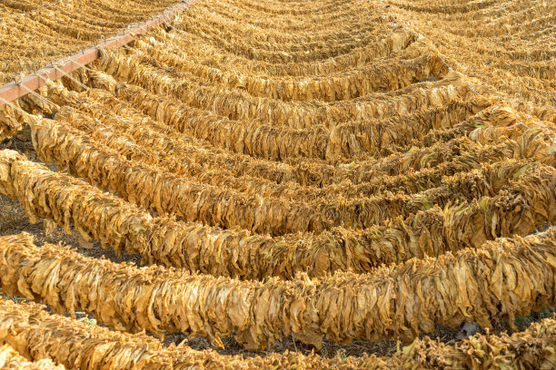 传统收获的烟叶在模糊的小插画中干燥。皮埃里亚,希腊。图片下载