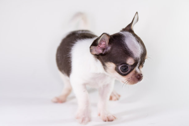 可爱的短发奇瓦娃图片下载