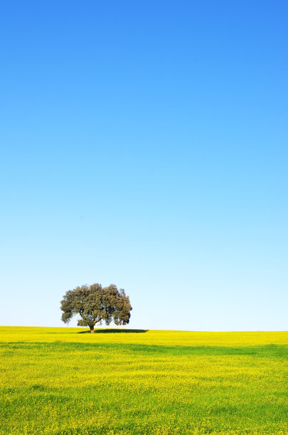 葡萄牙黄地里的树图片下载