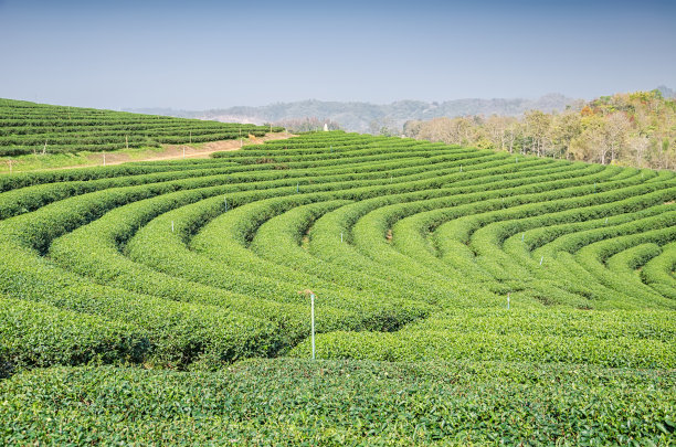 泰国北部清莱茶园的风景图片下载