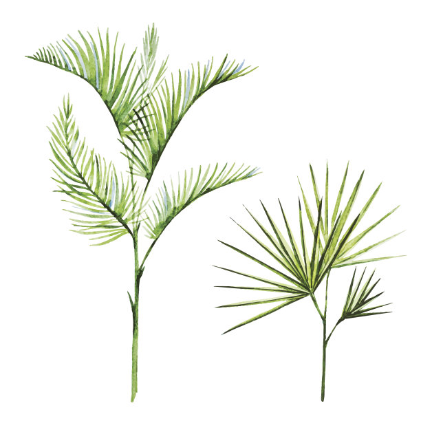 水彩热带植物图片下载