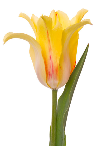 一朵白色的黄色郁金香图片下载
