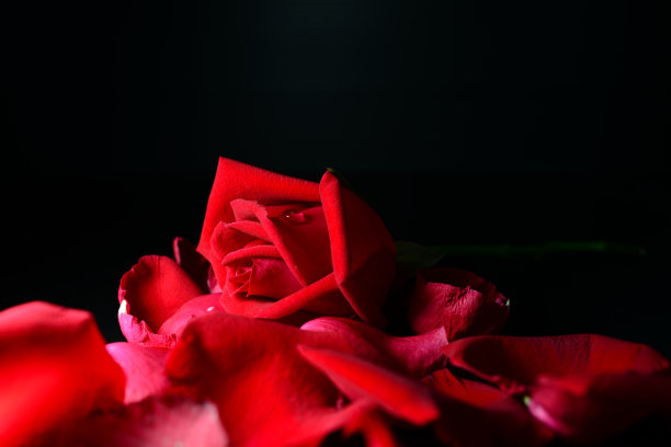特写玫瑰与下降在黑色背景13图片下载