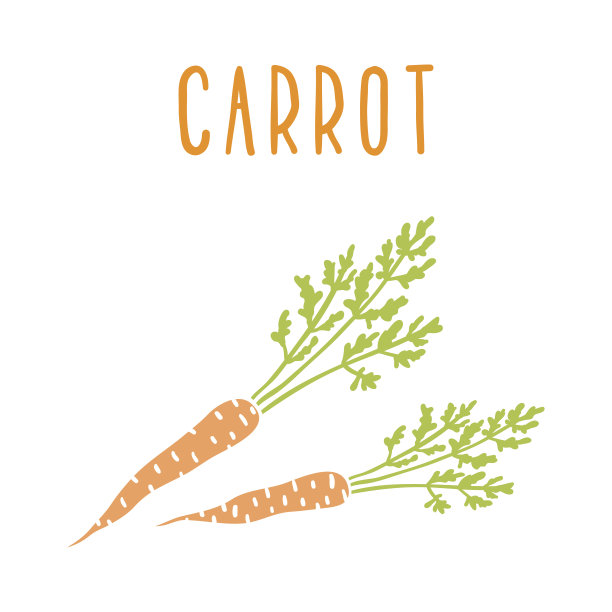 白萝卜孤立图片下载