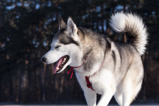 靠近西伯利亚哈士奇。素材图片