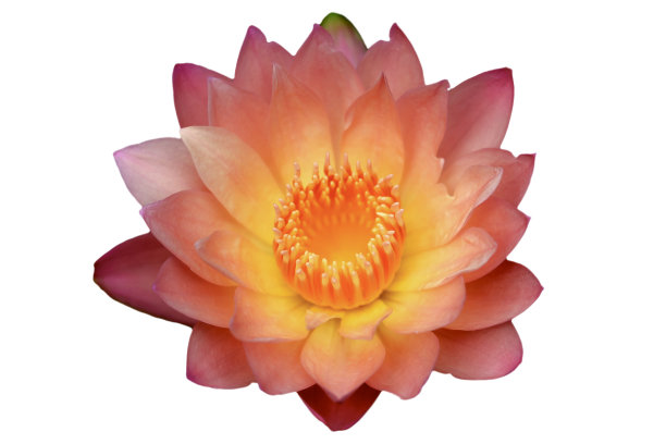 特写盛开的橙色睡莲或荷花孤立在白色背景。图片下载