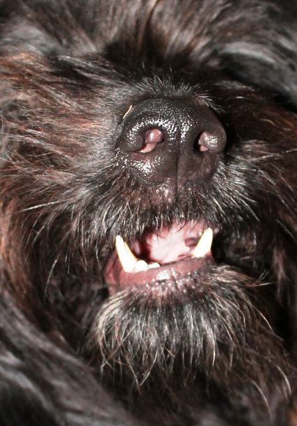 狗年牙齿图片下载