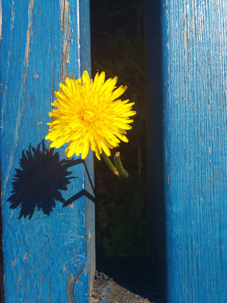 蒲公英图片下载