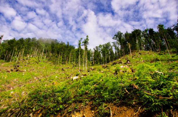 位于山顶的森林范围图片下载