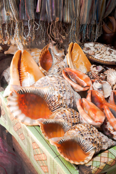 海螺的出售图片下载