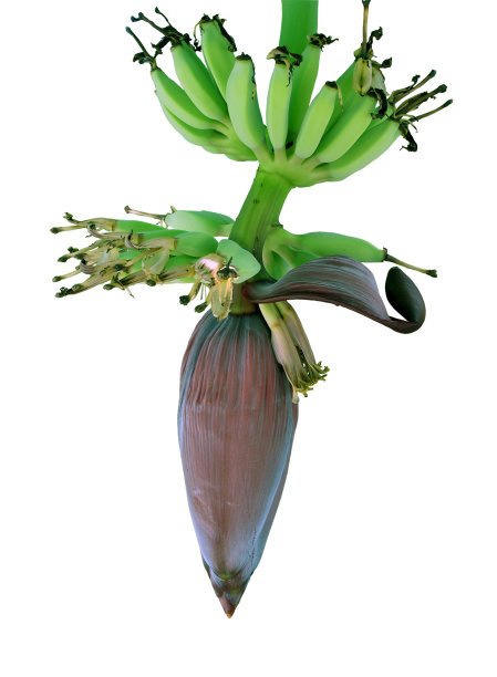 香蕉花图片下载