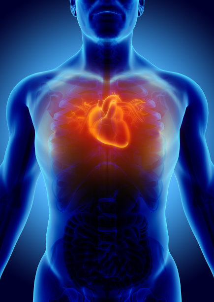 心脏的三维插图，医学概念。图片下载